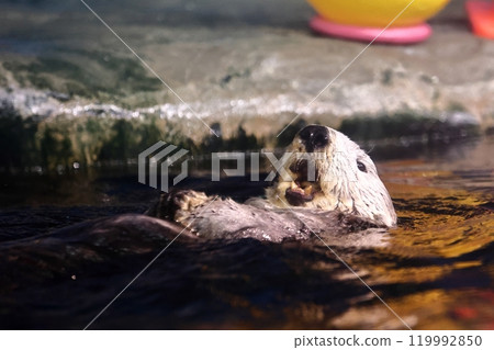 海中道海洋世界的莉洛醬 119992850