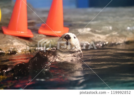 海中道海洋世界的莉洛醬 119992852