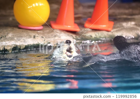 Marine World Uminonakamichi's Lilo-chan 119992856