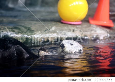 海中道海洋世界的莉洛醬 119992867