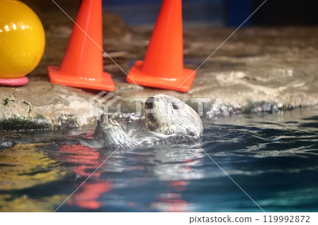 海中道海洋世界的莉洛醬 119992872