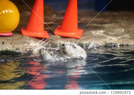 海中道海洋世界的莉洛醬 119992873