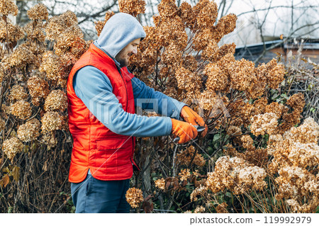 A gardener wearing gloves trims wilted hydrangea flowers before winter 119992979