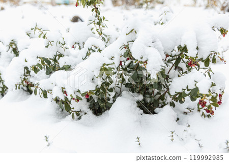 Vaccinium vitis idaea Koralle in the garden with berries under the snow 119992985