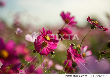 早晨太陽照亮的宇宙 119992986