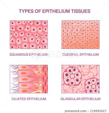 Types of Epithelium Tissues. Squamous, Cuboidal, Ciliated, and Glandular Epithelium. Vector Science Medical Simple Illustration Types of Epithelium Tissues. Squamous, Cuboidal, Ciliated, and Glandular Epithelium. Vector Science Medical Simple Illustration 119993027