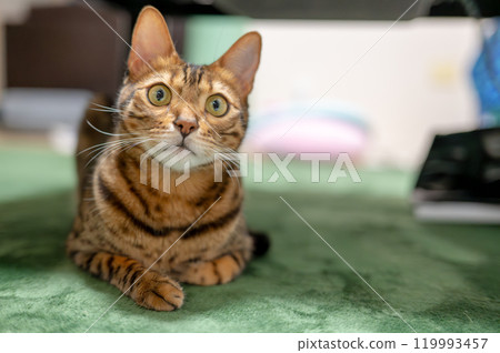 Innocent cat (Bengal cat) 119993457