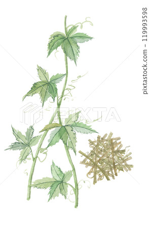 Watercolor painting of Gynostemma vine, tea leaves 119993598