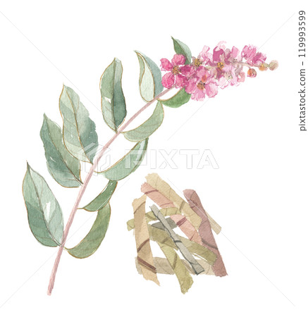 巴納巴花、葉子、茶葉畫水彩 巴納巴花、葉子、茶葉畫水彩 119993599