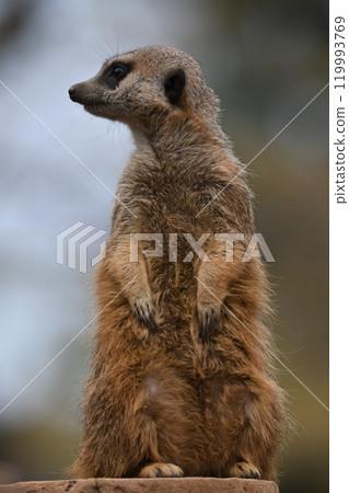 meerkat  119993769