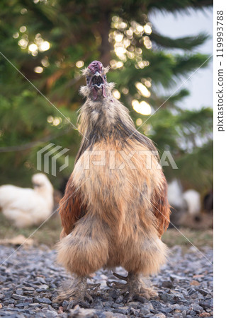 Brahma chicken on the farm, brown chicken on Gravel floor, poultry breeding on the farm, poultry breeding 119993788