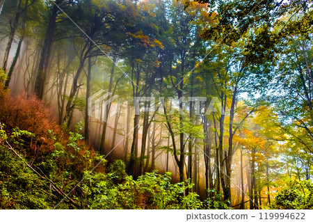 autumn, forest, trees 119994622