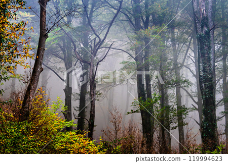 forest, trees, wood 119994623