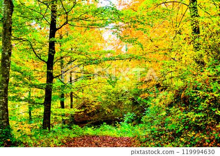 autumn, forest, trees 119994630