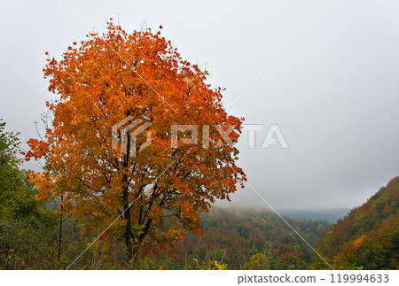autumn, trees, wood 119994633