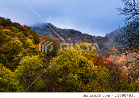 mountain, autumn, forest 119994635
