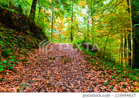 autumn, forest, trees 119994637