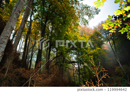 Autumn landscape in La Fageda de Grevolosa park in Barcelona, Catalonia	 119994642