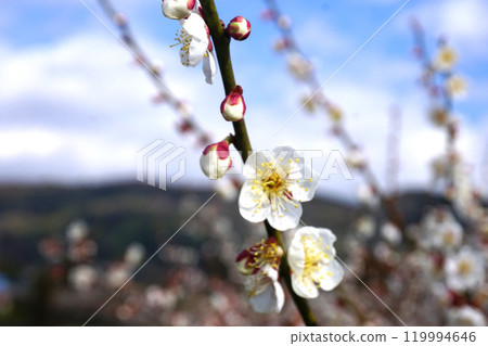 White plum 119994646