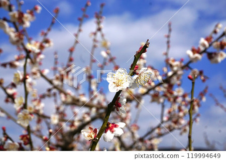 White plum 119994649