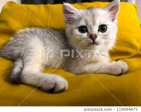 Scottish kitten and Jack Russell lying on the sofa Scottish kitten and Jack Russell lying on the sofa 119994675