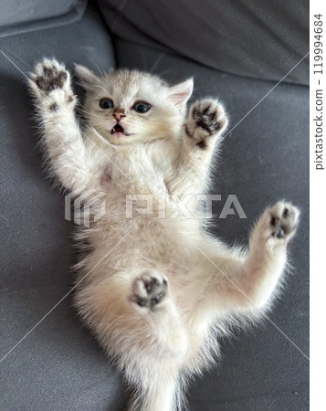 Scottish kitten and Jack Russell lying on the sofa 119994684
