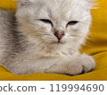 Scottish kitten and Jack Russell lying on the sofa 119994690