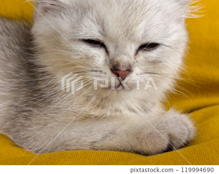 Scottish kitten and Jack Russell lying on the sofa Scottish kitten and Jack Russell lying on the sofa 119994690