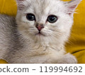 Playful little grey Scottish kitten. 119994692