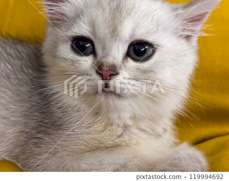 Playful little grey Scottish kitten. 119994692