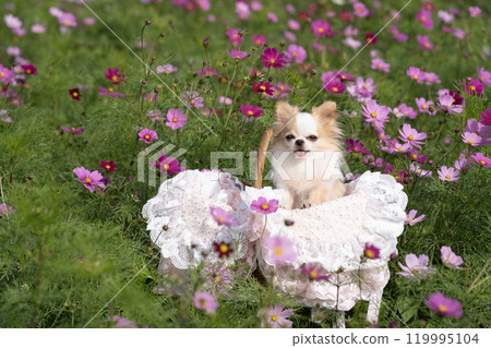 Cosmos field and a caged Chihuahua on land 119995104