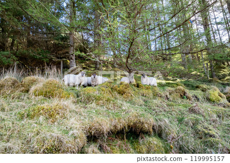 Sheep grazing in forest in County Donegal, Ireland Sheep grazing in forest in County Donegal, Ireland 119995157