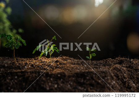 The seedlings are growing from the rich soil with the morning sun shining. Young Plant Growing In Sunlight. ecology concept. 119995172