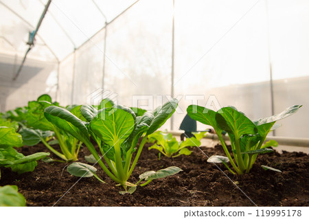 Organic vegetable or hydroponic vegetable in greenhouses plantations. Cultivation organic spinach in plant nursery farm. Organic vegetable or hydroponic vegetable in greenhouses plantations. Cultivation organic spinach in plant nursery farm. 119995178