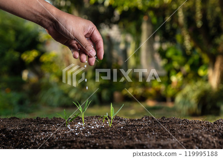 Farmer giving granulated fertilizer to young seedling sprout plants. 119995188