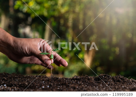Farmer's hand planting young seedling into fertile soil. 119995189