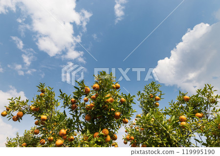 Ripe and fresh tangerine oranges hanging on branch with nice blue sky and cloud, orange orchard. Bunch of ripe oranges hanging on a tree. 119995190