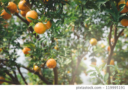 Ripe and fresh tangerine oranges hanging on branch, orange orchard. Bunch of ripe oranges hanging on a tree. 119995191