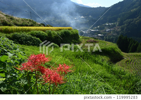 Autumn scenery of the rice terraces of Okita 2 (Okita, Otoyo-cho, Nagaoka-gun, Kochi Prefecture) 119995283