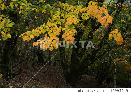 Minokoshi Autumn Leaves 6 (Minogoshi, Higashi-Iya, Miyoshi City, Tokushima Prefecture) 119995349