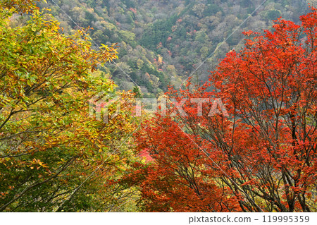 Autumn leaves at Minokoshi 3 (Minogoshi, Higashi-Iya, Miyoshi City, Tokushima Prefecture) Autumn leaves at Minokoshi 3 (Minogoshi, Higashi-Iya, Miyoshi City, Tokushima Prefecture) 119995359
