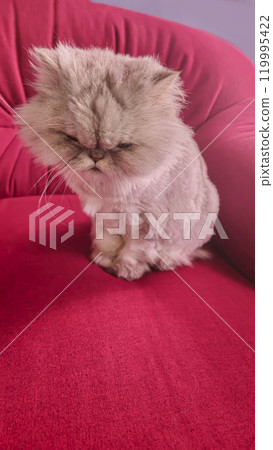 Gray fluffy domestic cat with yellow-green eyes. Pets. Playful mood Gray fluffy domestic cat with yellow-green eyes. Pets. Playful mood 119995422