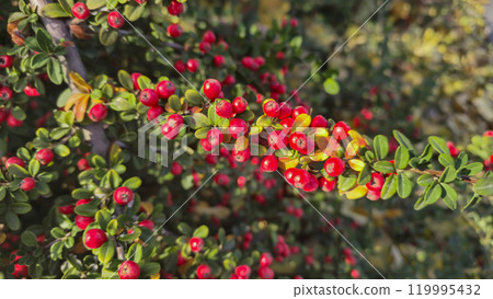 Bright lingonberry on long branches. Ornamental plant. Street design. 119995432