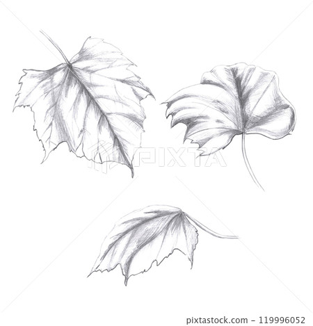 Set of grape leaves. Isolated pencil illustration for design of alcoholic products, juices, posters, cookbooks Set of grape leaves. Isolated pencil illustration for design of alcoholic products, juices, posters, cookbooks 119996052