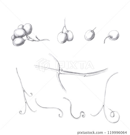 Set of grape branch, tendrils and berries. Isolated pencil illustration for design of alcoholic products, juices, posters, cookbooks 119996064