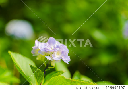 繡球花瓣 繡球花瓣 119996197