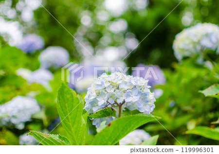 純繡球花 119996301