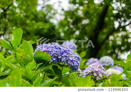 A fascinating group of hydrangeas 119996303