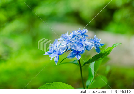 Blue hydrangea flowers Blue hydrangea flowers 119996310