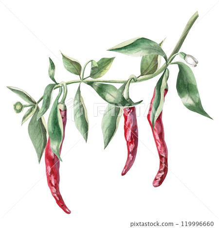 Curved branch with growing peppers. Isolated watercolor illustration for spice packaging design, cookbook, fabric printing, restaurant print design, tableware and kitchenware. 119996660
